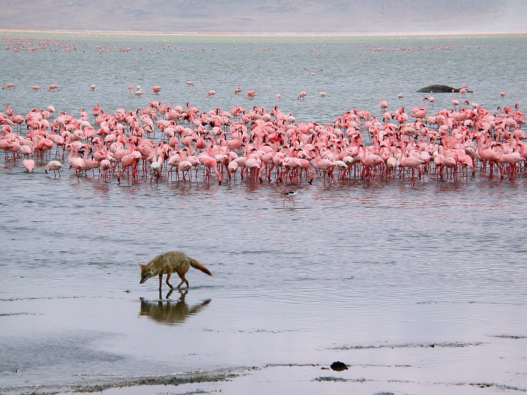 wildlifeinngorongoro