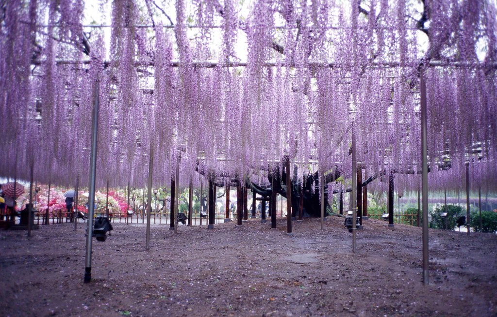 wisteria festival ashikaga flower park tochigi prefecture e a a a i a a a a a a a a a a a i e e c