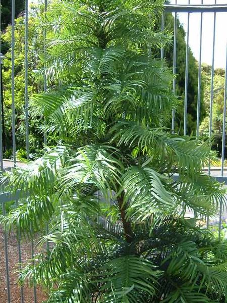 10 wollemi pine tree