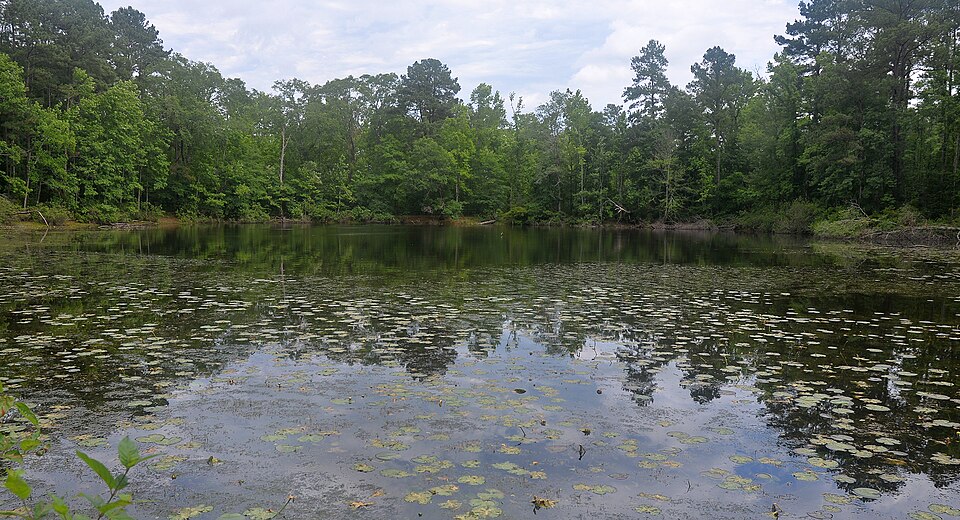 woodland pond big thicket national preserve polk county texas usa may 2020