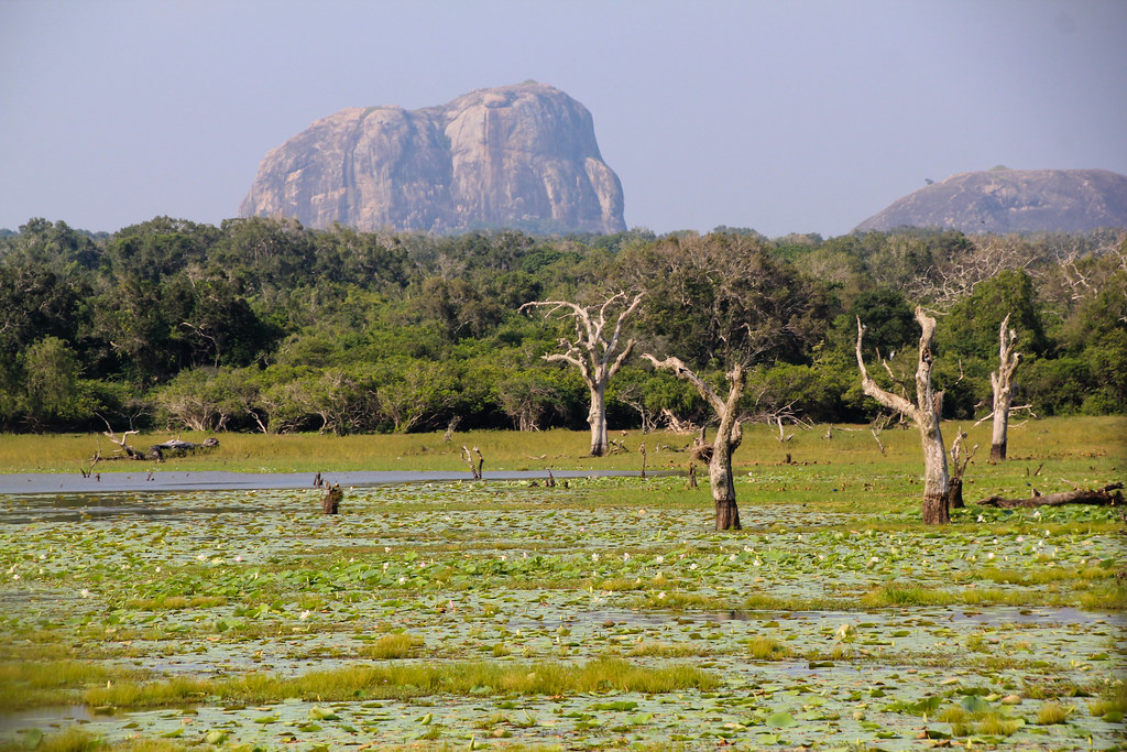 yala national park sri lanka