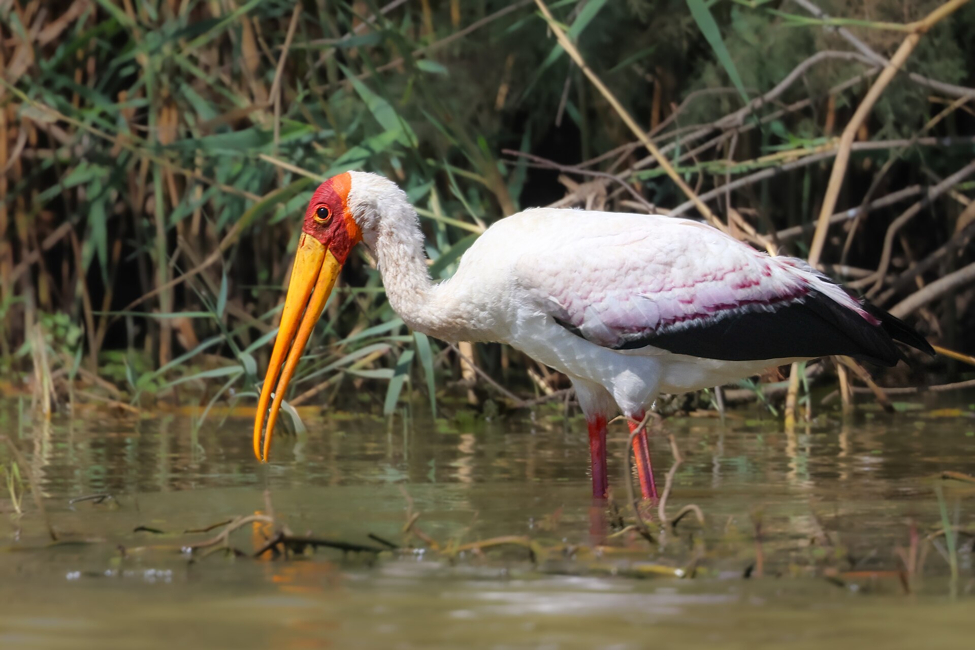 yellow billedstork