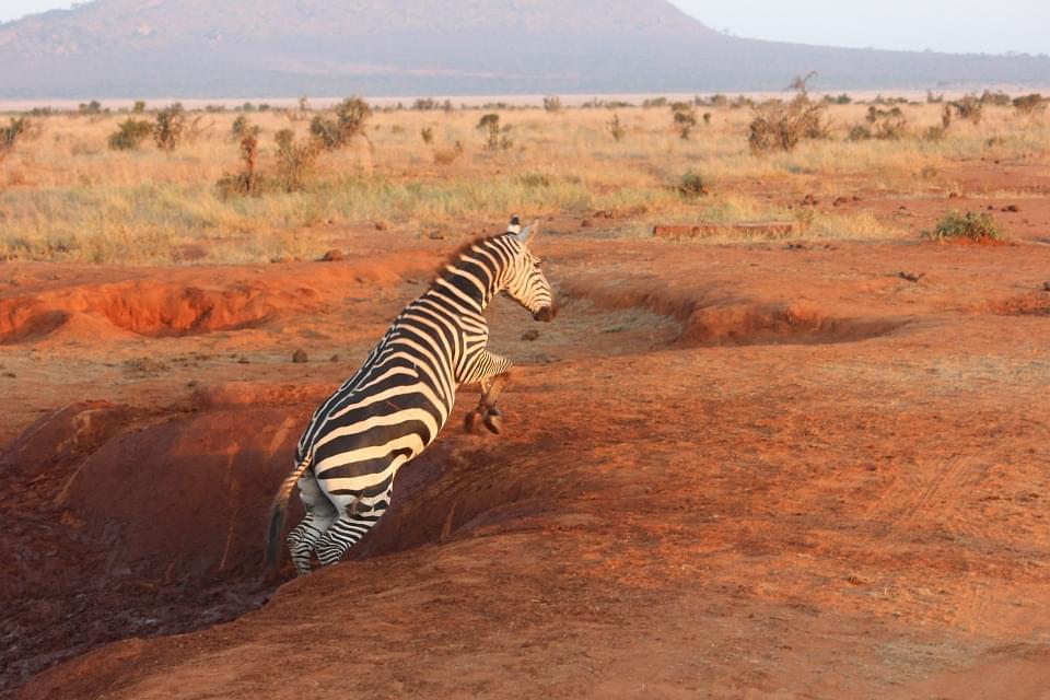 zebra tsavo ovest kenya