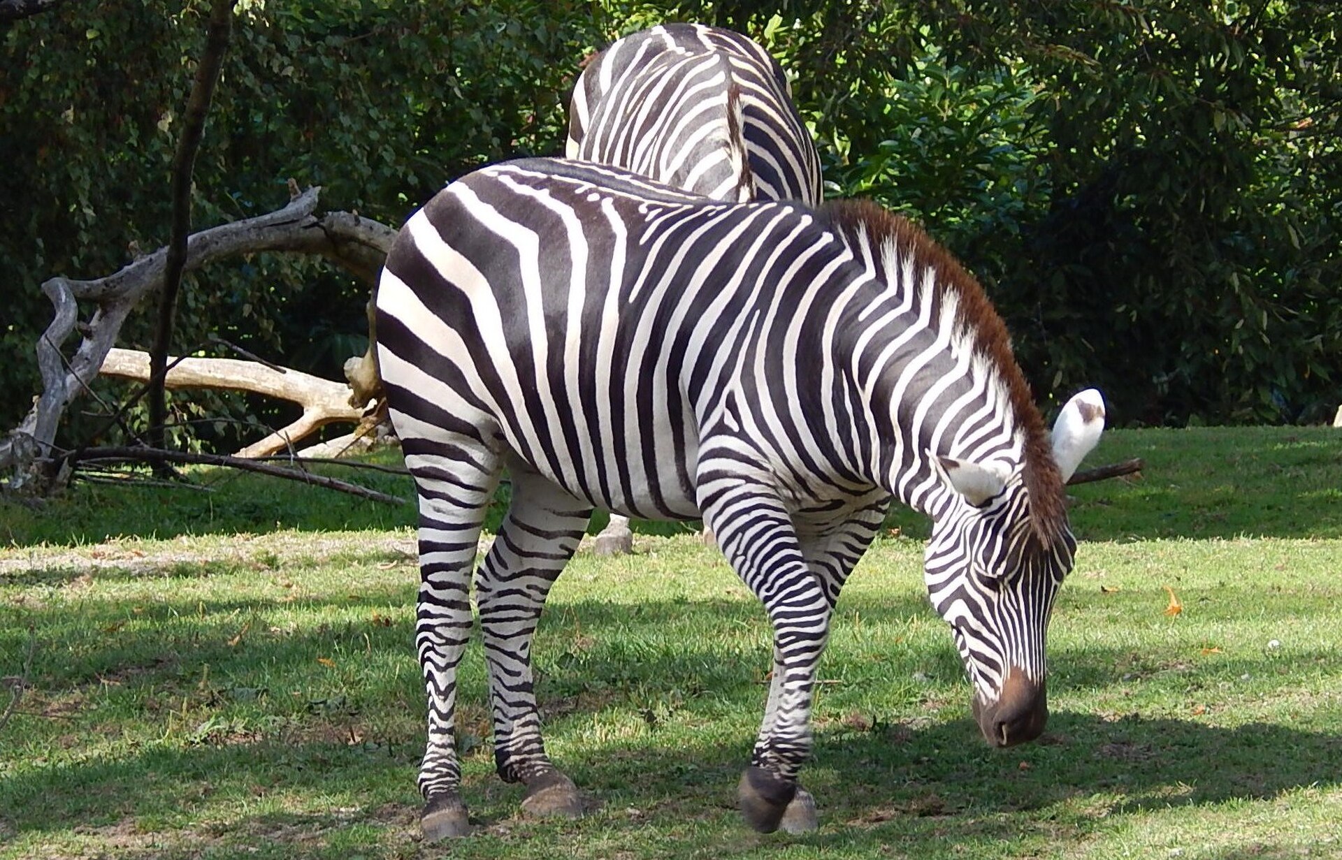 zebraatwoodlandparkzoo seattlewa