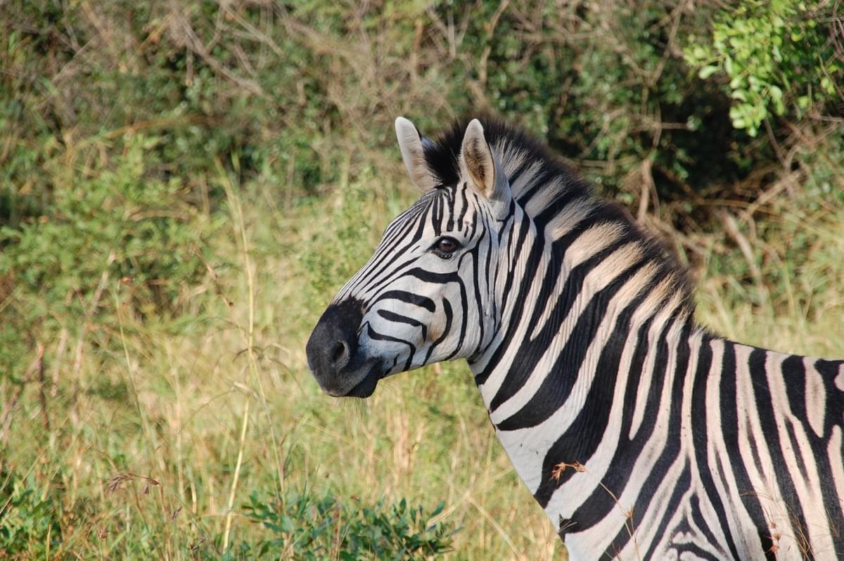 zebre in etiopia