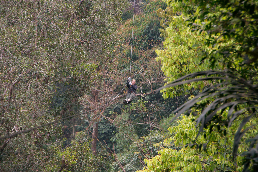 zipping through the canopy