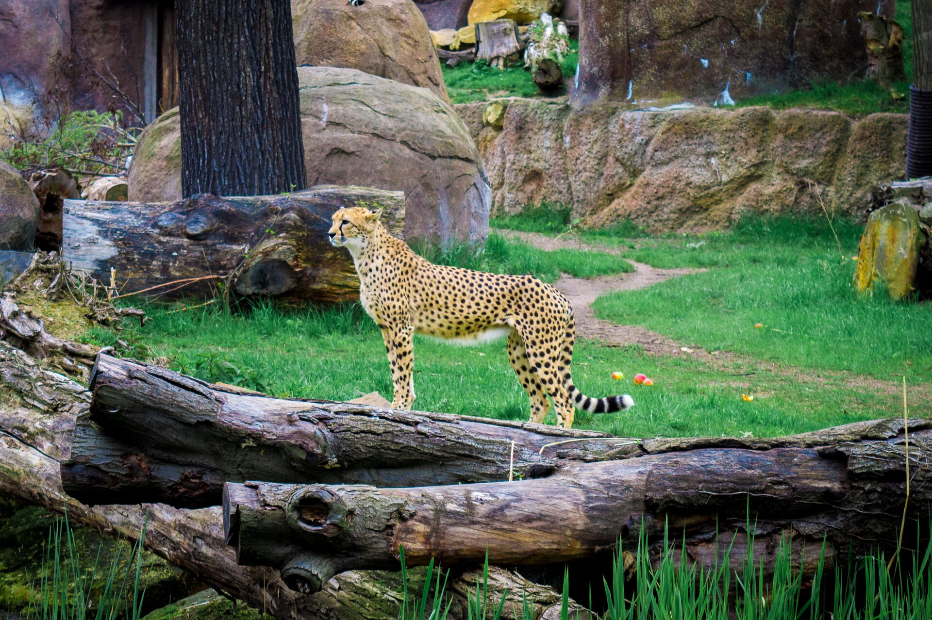 zoo leipzig 215025129