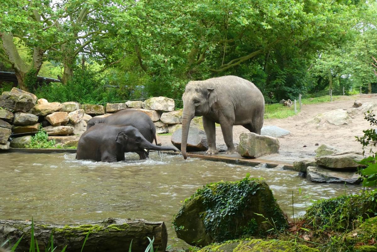 zoo rotterdam eleganti