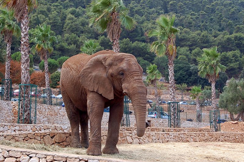 zoo safari piu belli d'italia