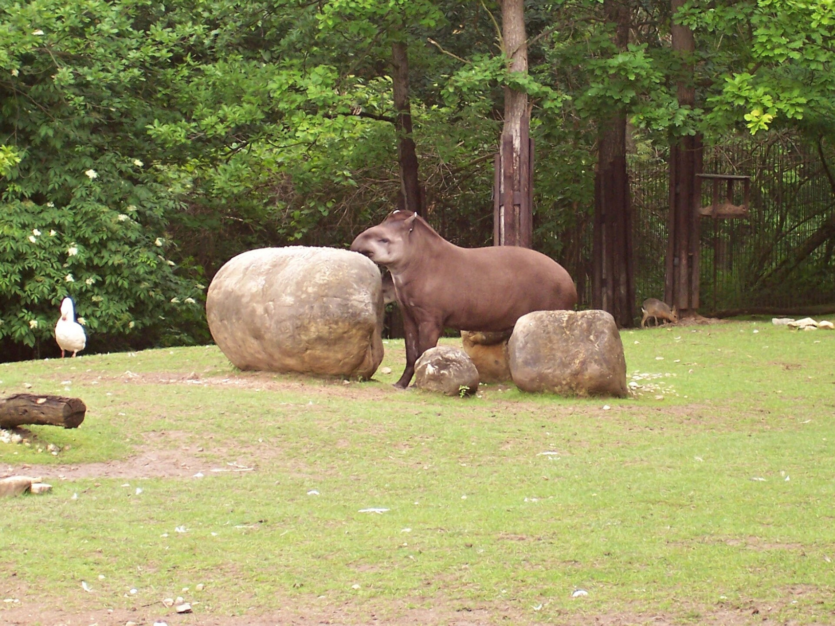 zoobrno tapirjihoamericky01