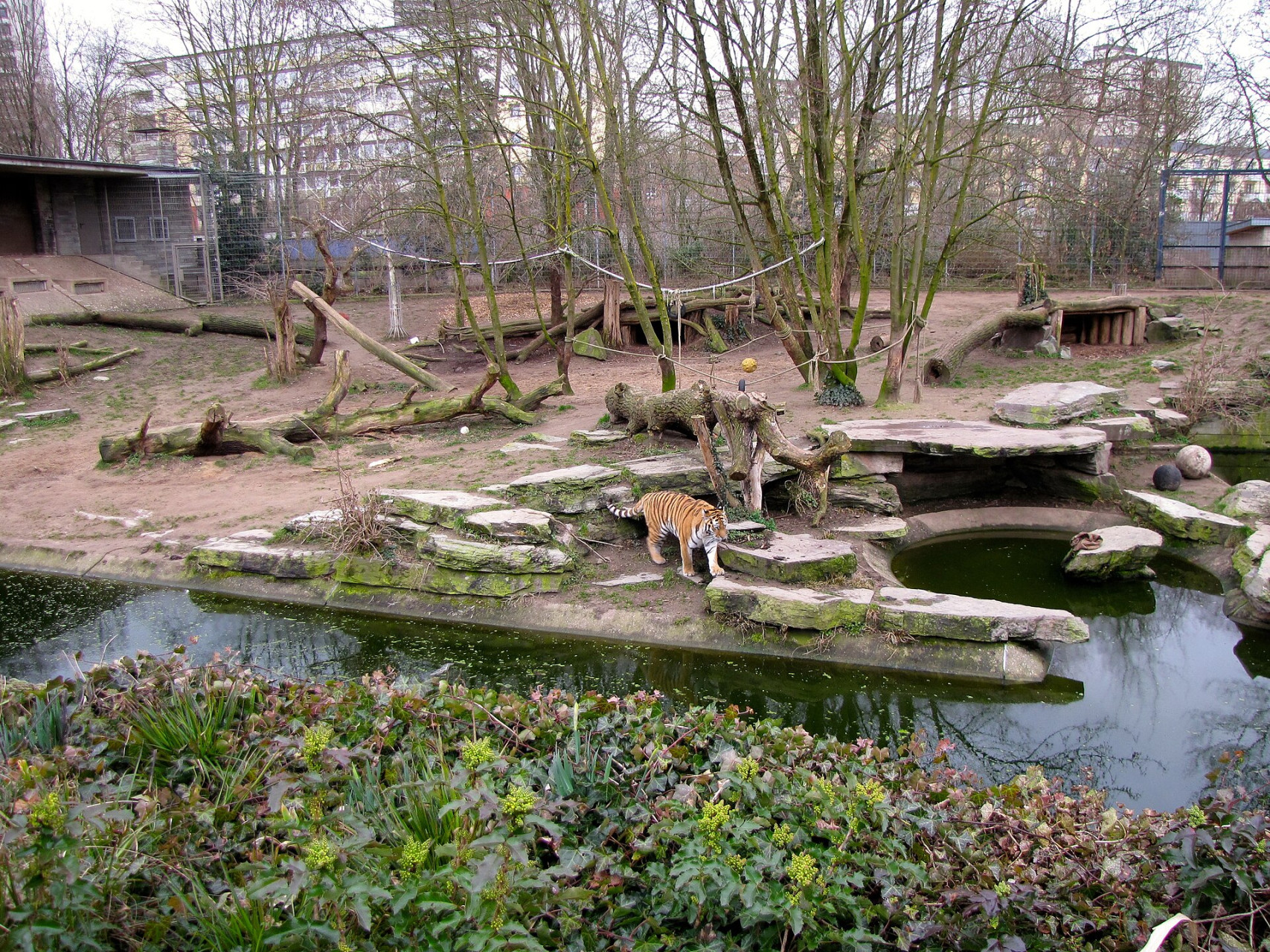 vista aerea della tigre allo zoo di colonia