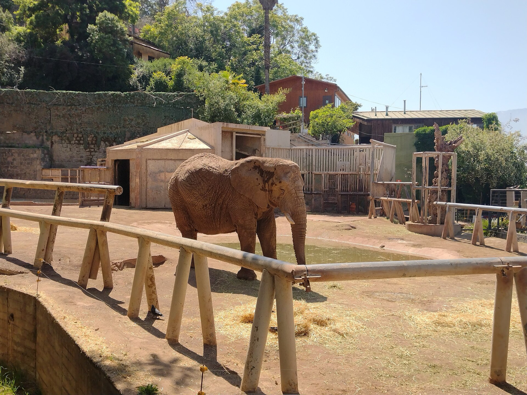 zoologiconacionaldechile elefante